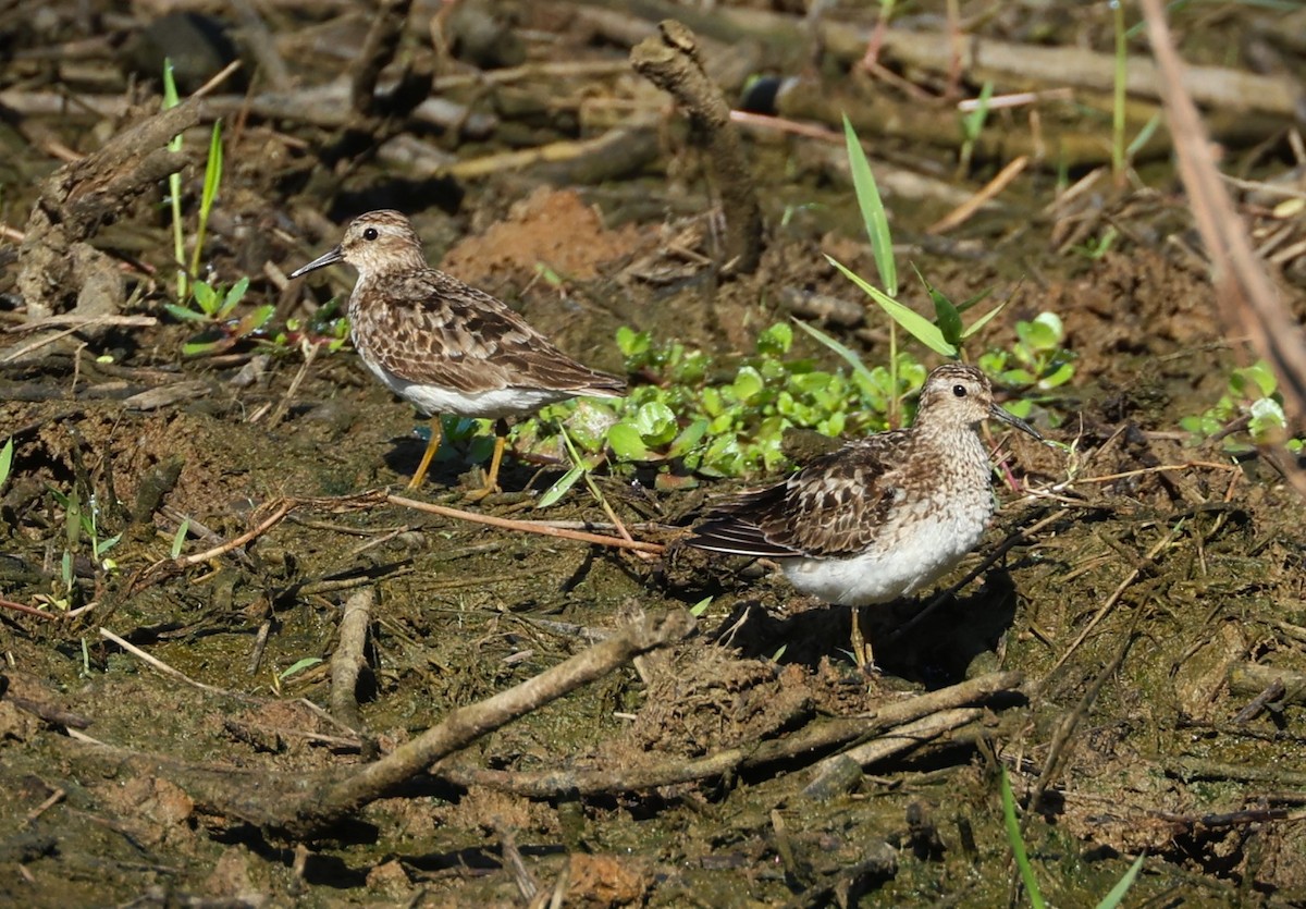 Least Sandpiper - ML622340693