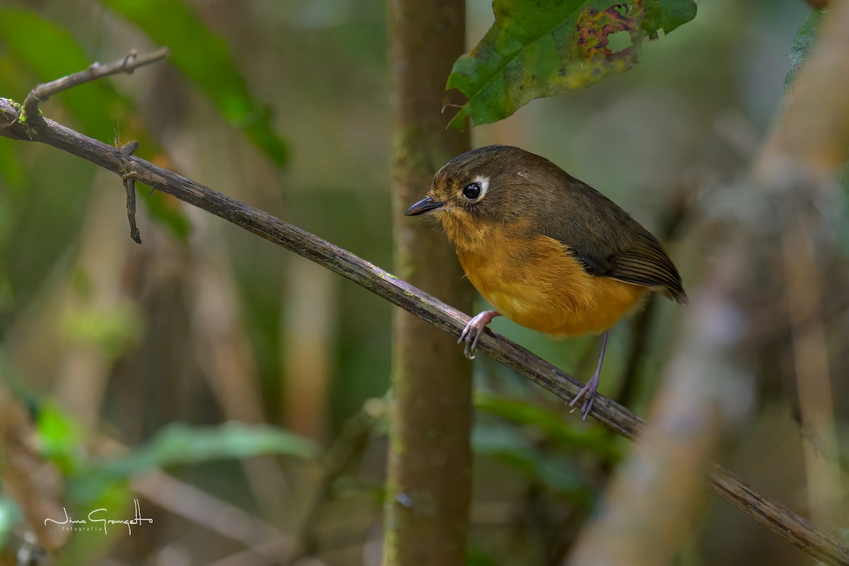 Leymebamba Antpitta - Aldo Grangetto