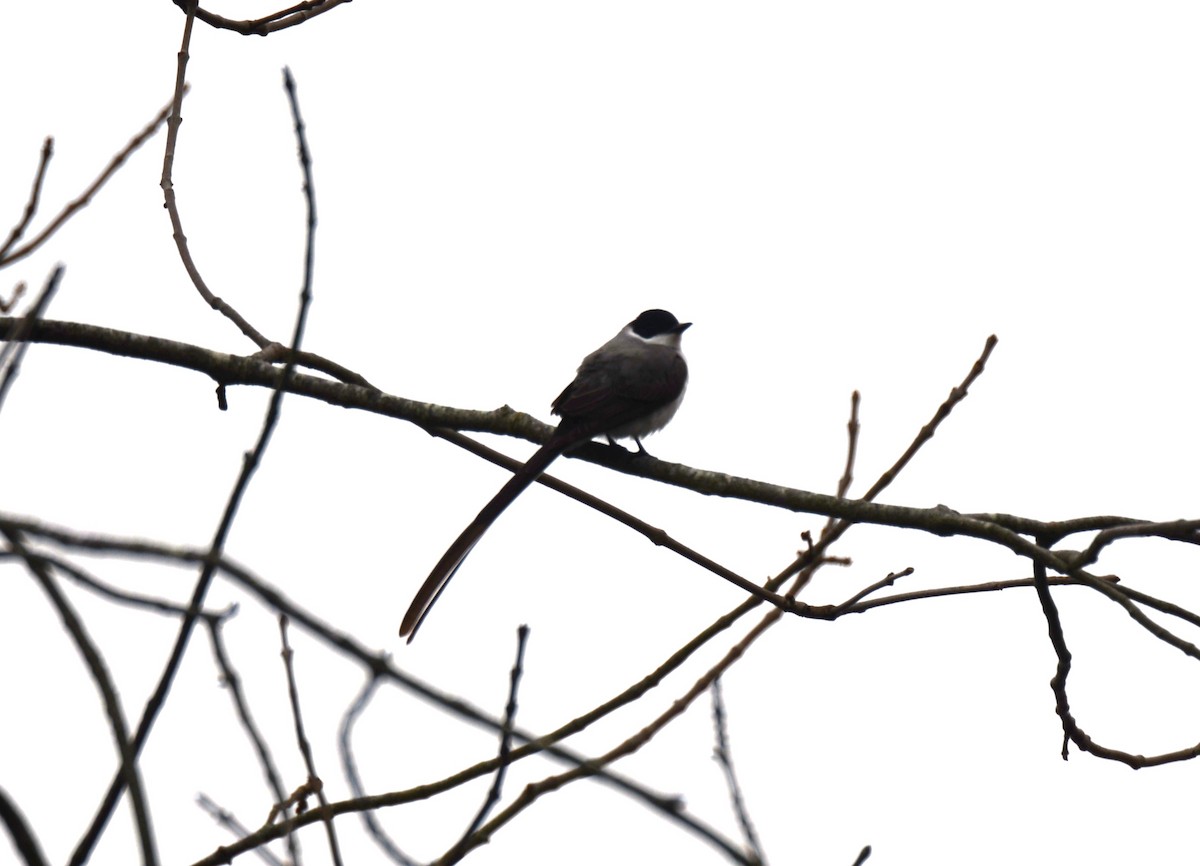 Fork-tailed Flycatcher - ML622340720