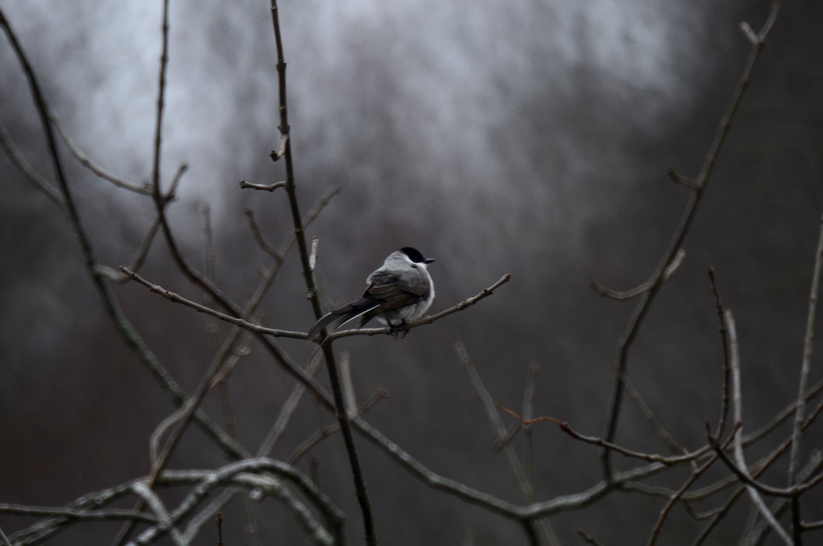 Fork-tailed Flycatcher - ML622340721