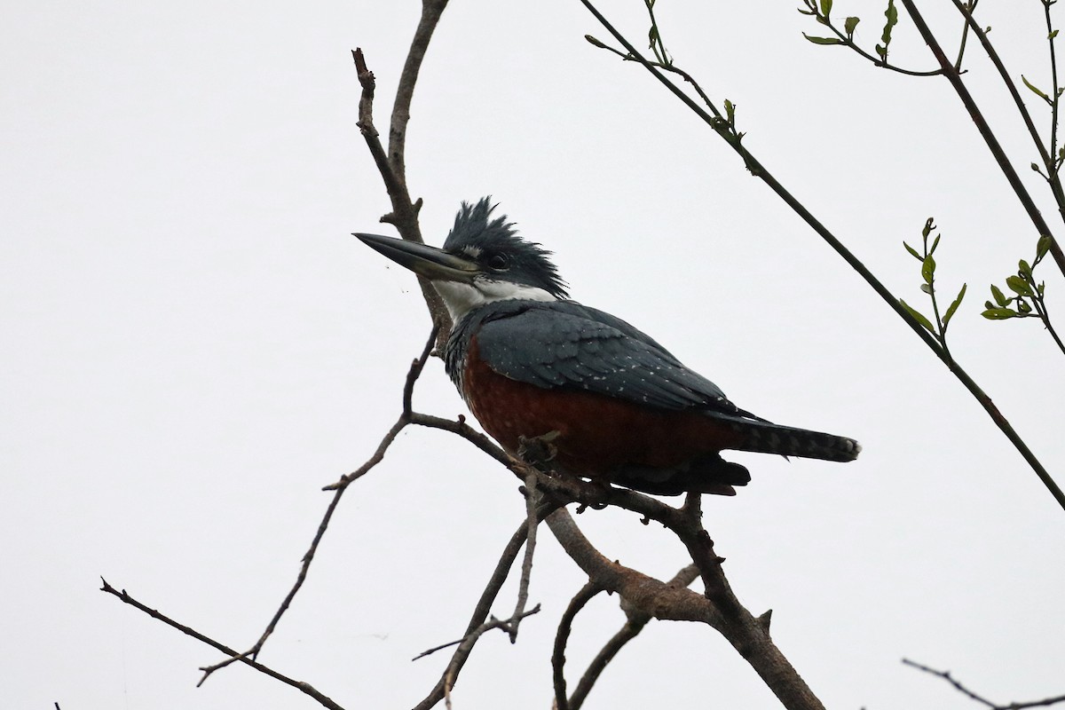 Martín Gigante Neotropical (torquata/stictipennis) - ML622340780