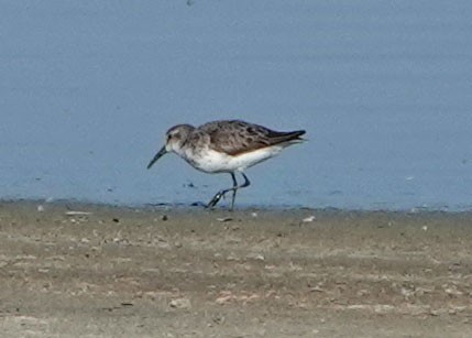 Western Sandpiper - ML622340801