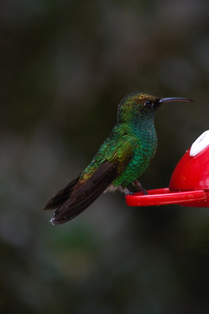 kolibřík měděnohlavý - ML62234081