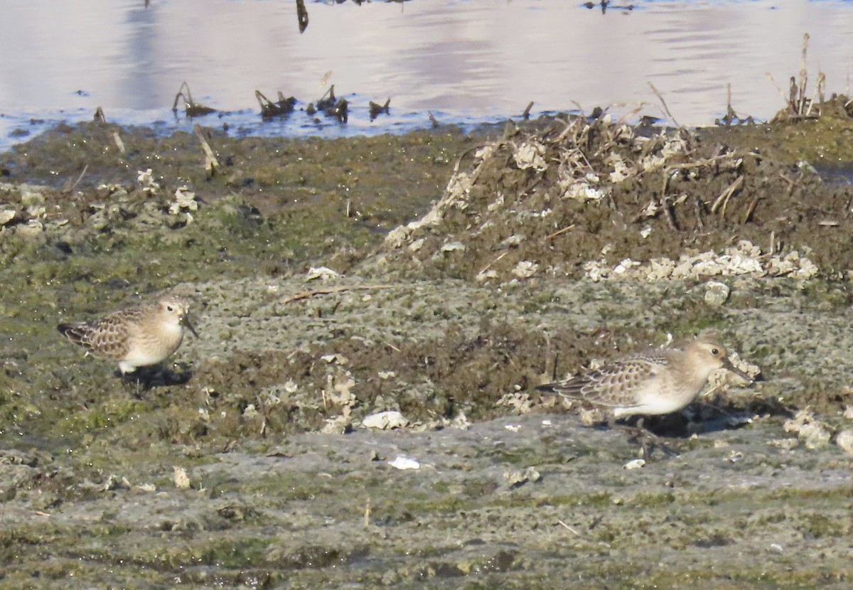 Baird's Sandpiper - ML622340947