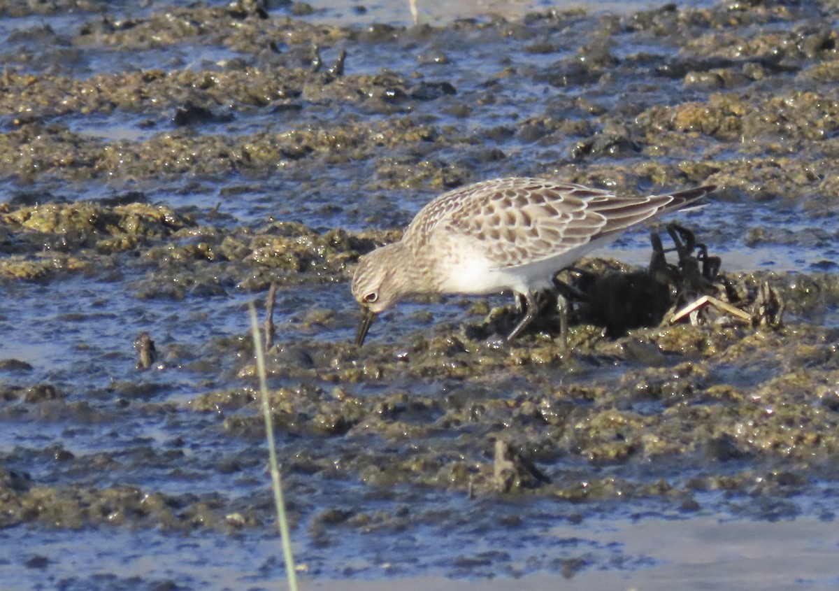 Baird's Sandpiper - ML622340948