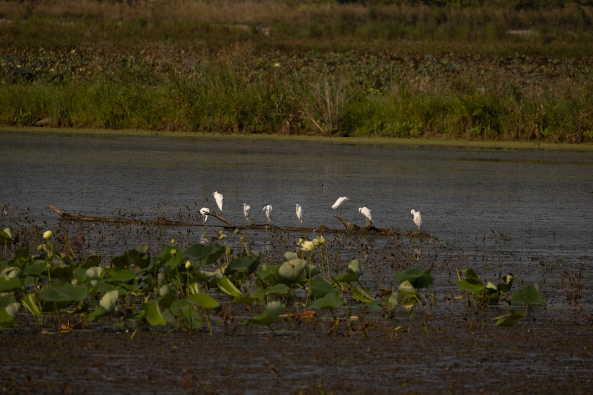 Little Blue Heron - ML622340965