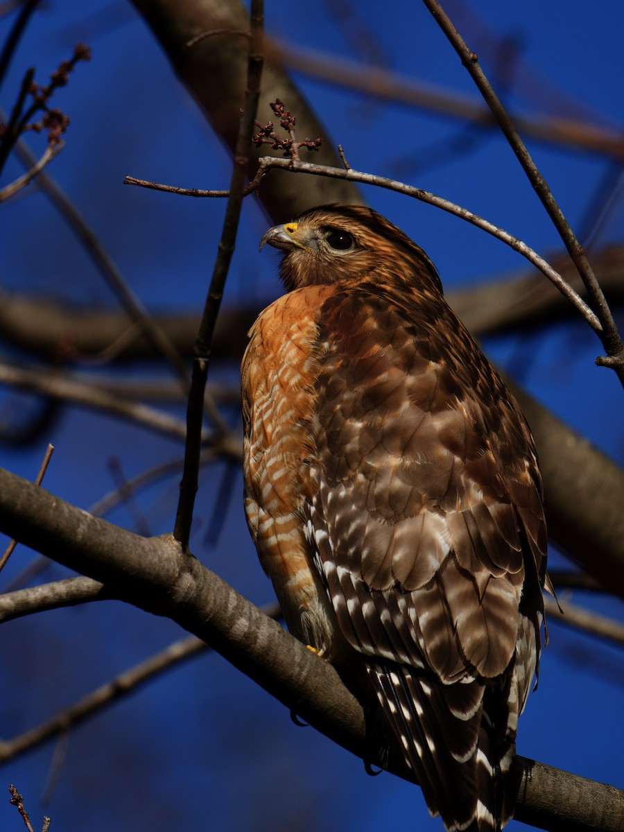 Red-shouldered Hawk - ML622341001