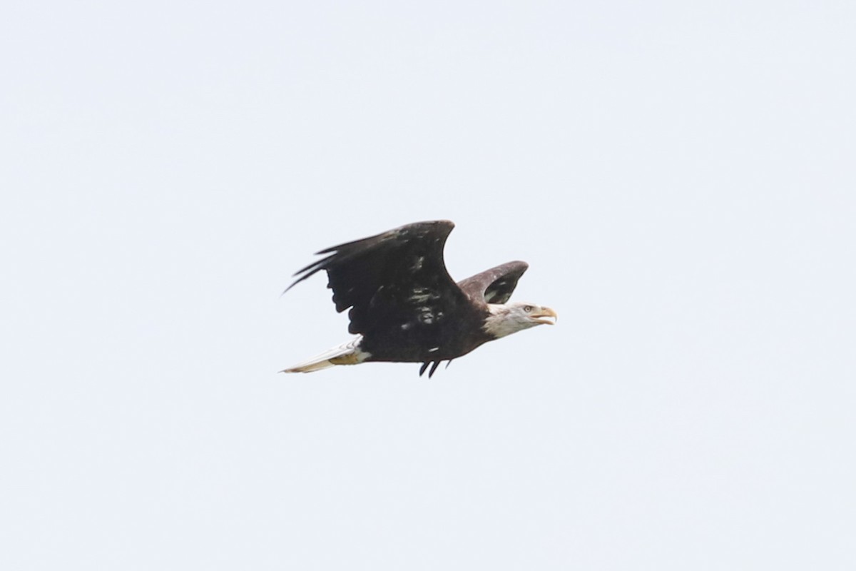 Bald Eagle - Debra Rittelmann