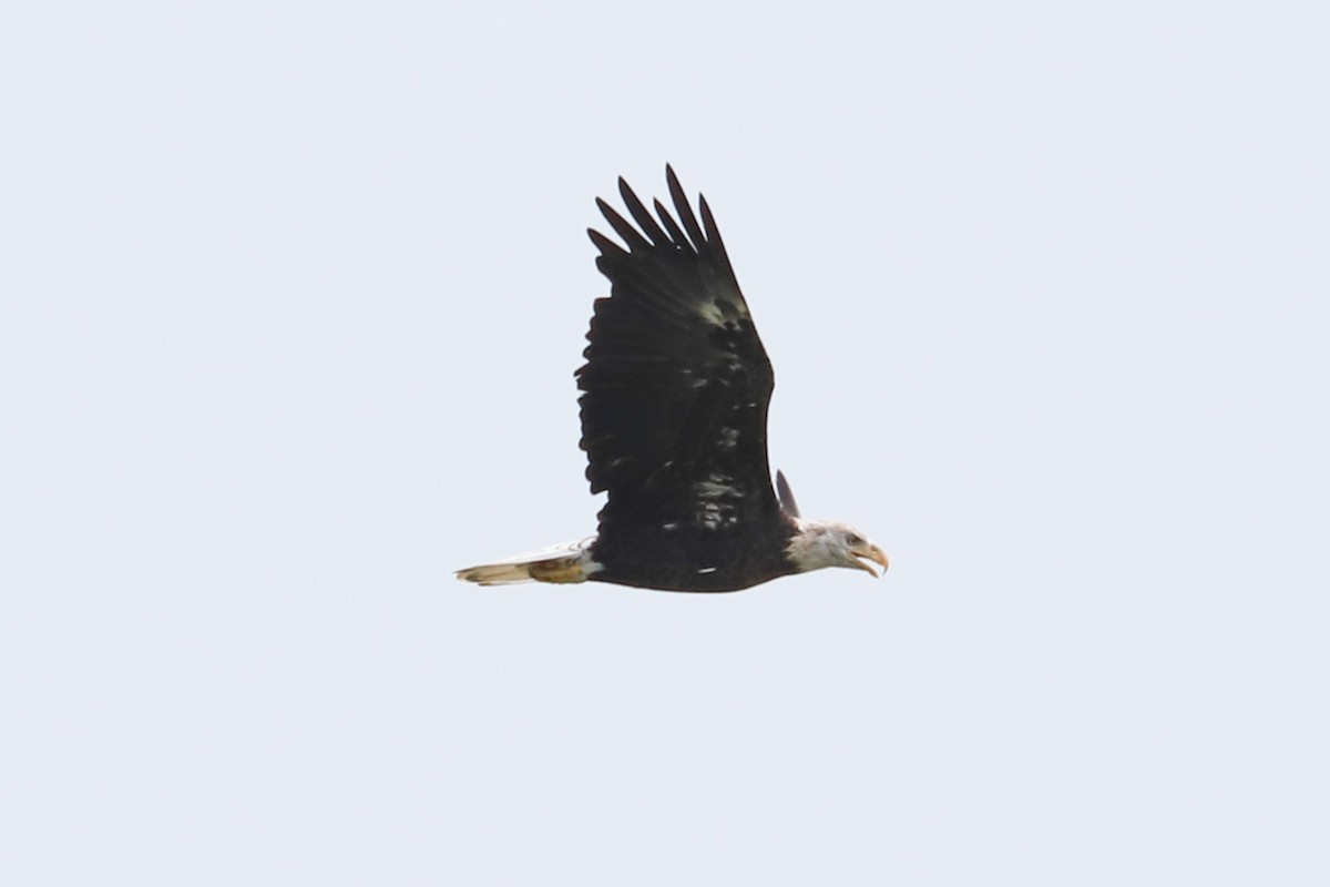 Bald Eagle - Debra Rittelmann