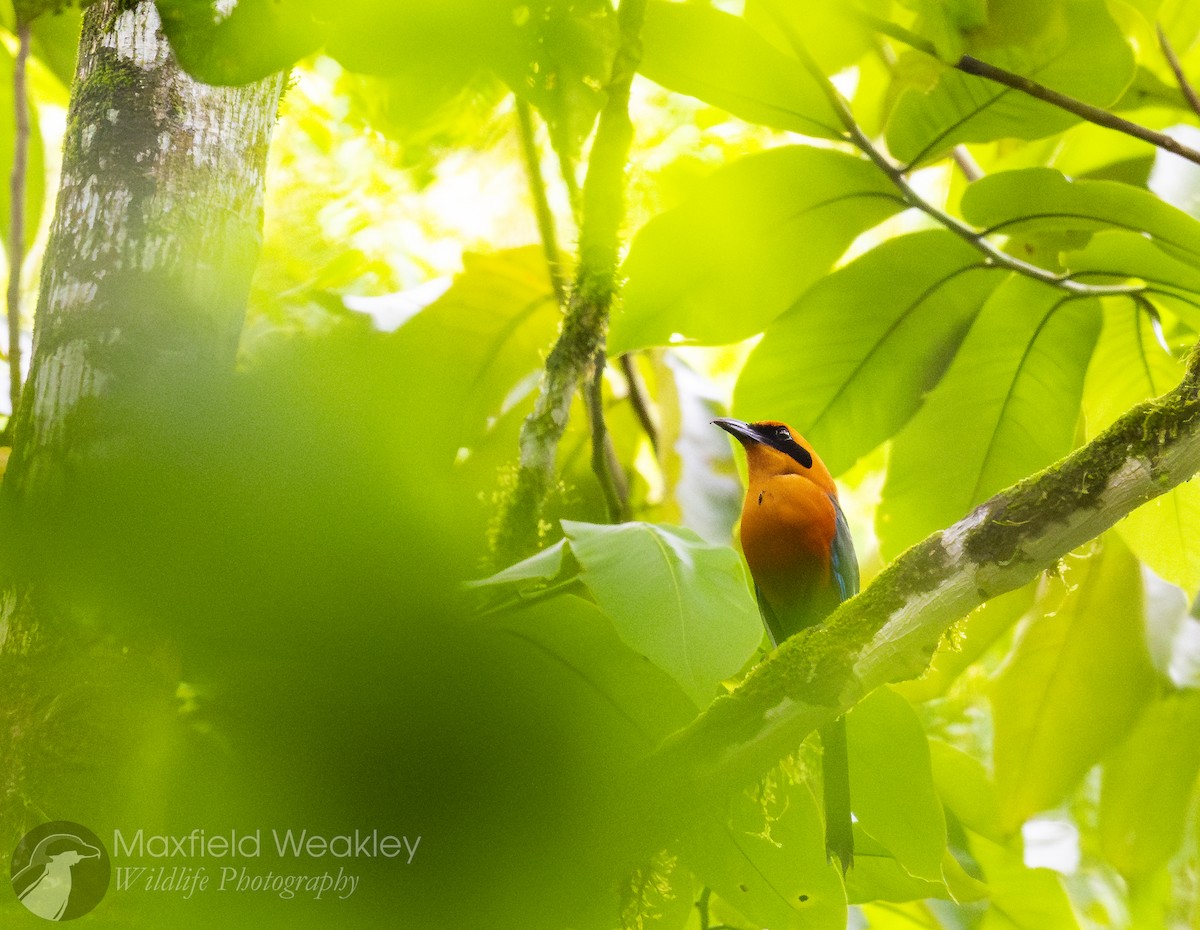 Rufous Motmot - ML622341074