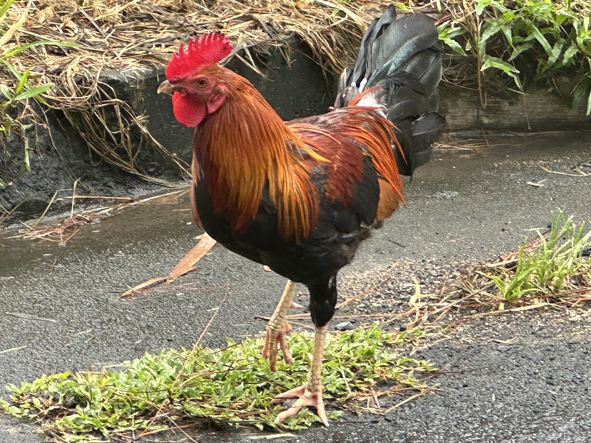 Red Junglefowl - Steve Droste