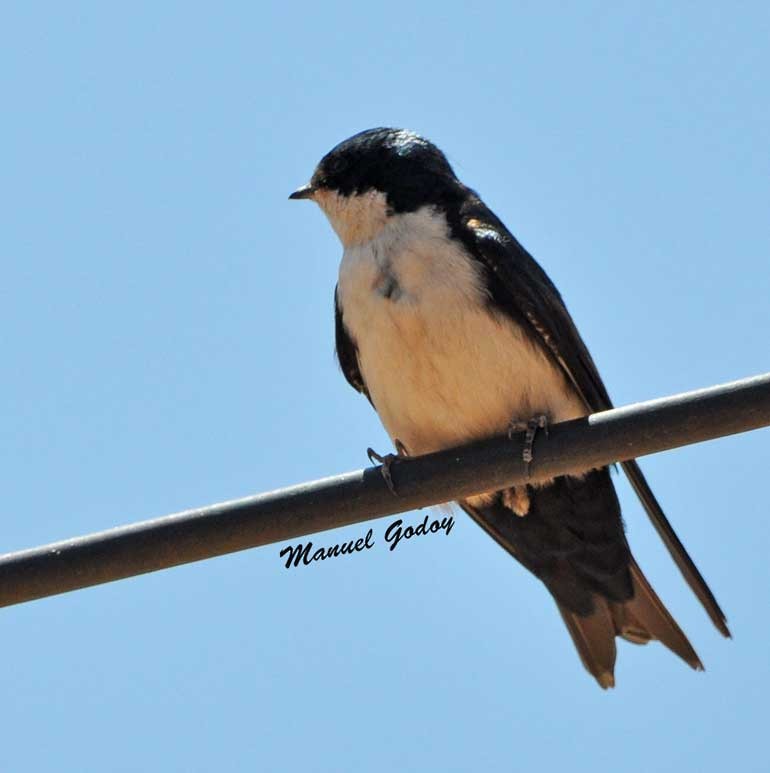 Blue-and-white Swallow - ML622341189