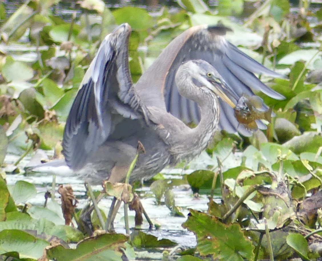 Great Blue Heron - Sister Lynn Caton