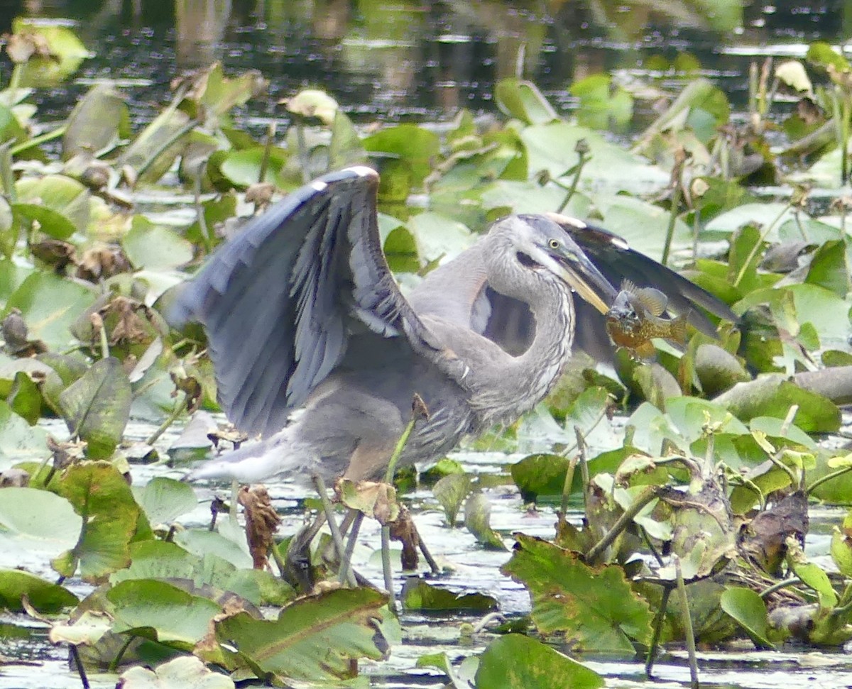 Great Blue Heron - Sister Lynn Caton