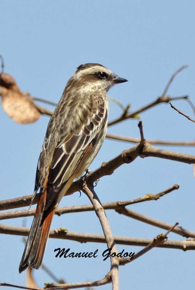 Variegated Flycatcher - ML622341211