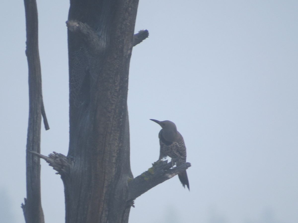 Northern Flicker - ML622341214