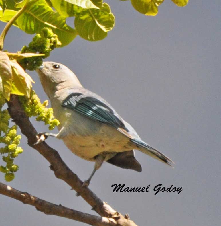Sayaca Tanager - ML622341253