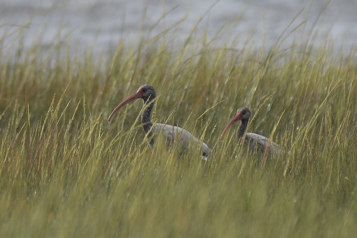 White Ibis - ML622341292