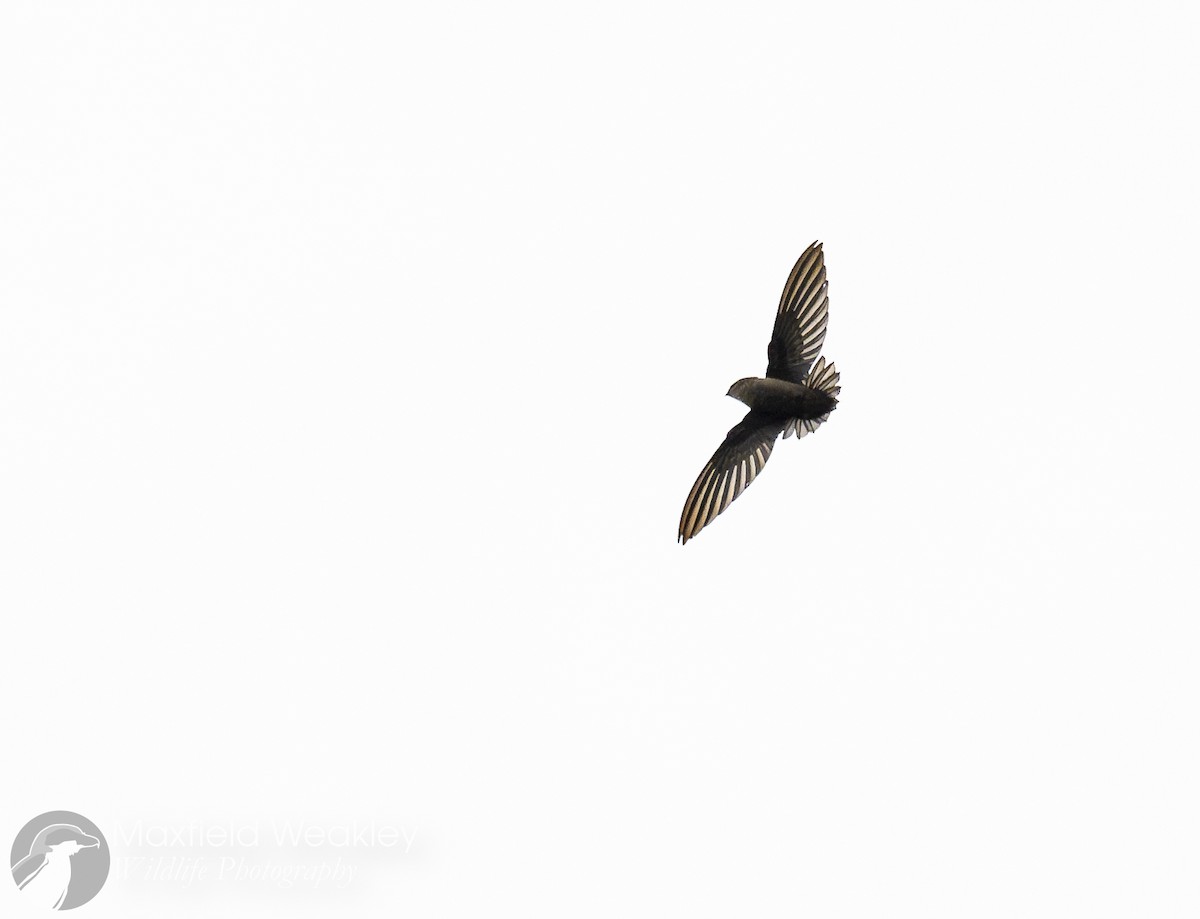 Gray-rumped Swift - ML622341318