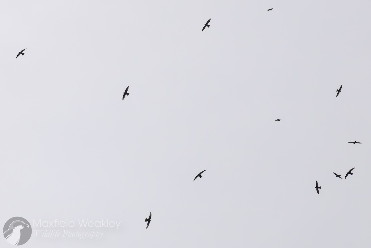 White-collared Swift - Maxfield Weakley