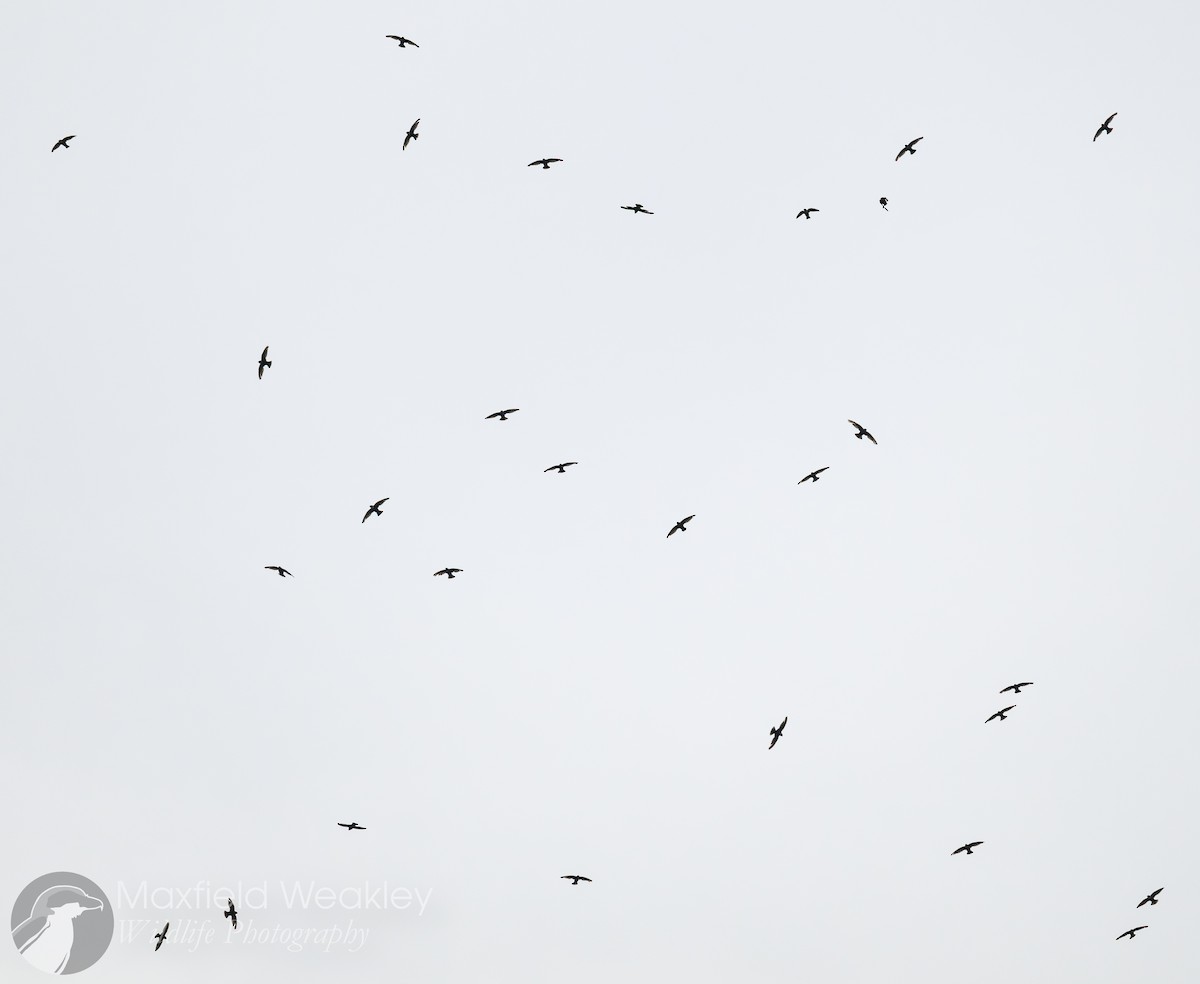 White-collared Swift - Maxfield Weakley