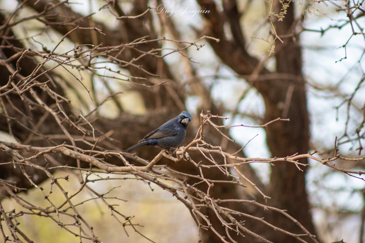 Ultramarine Grosbeak - ML622341337