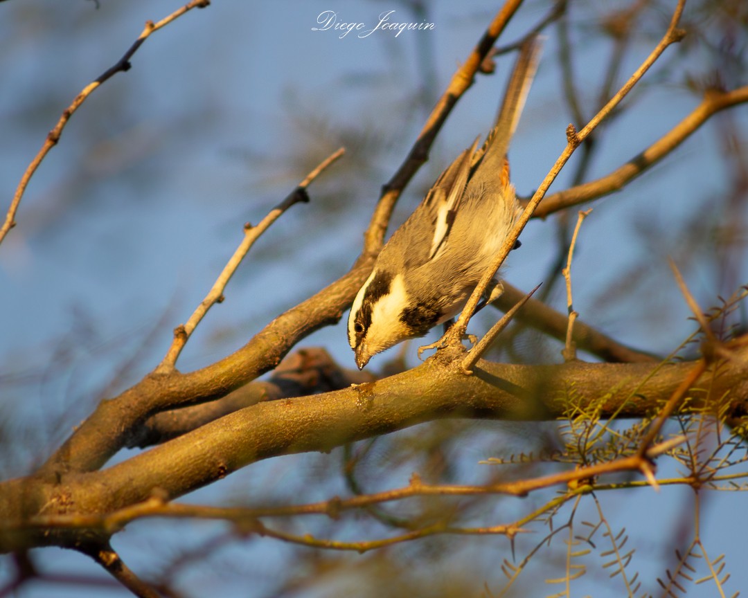 Ringed Warbling Finch - ML622341339