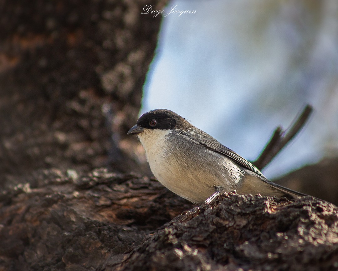 Black-capped Warbling Finch - ML622341342