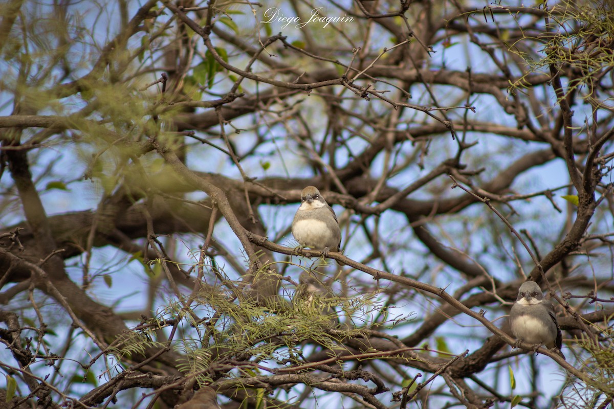 Diuca Finch - ML622341345