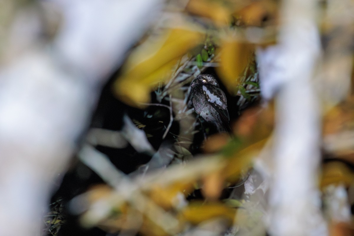 White-winged Potoo - ML622341352