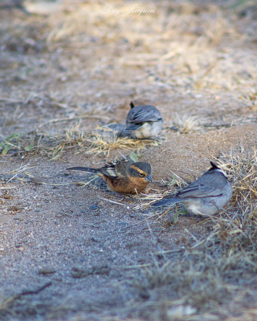 Cinnamon Warbling Finch - ML622341366