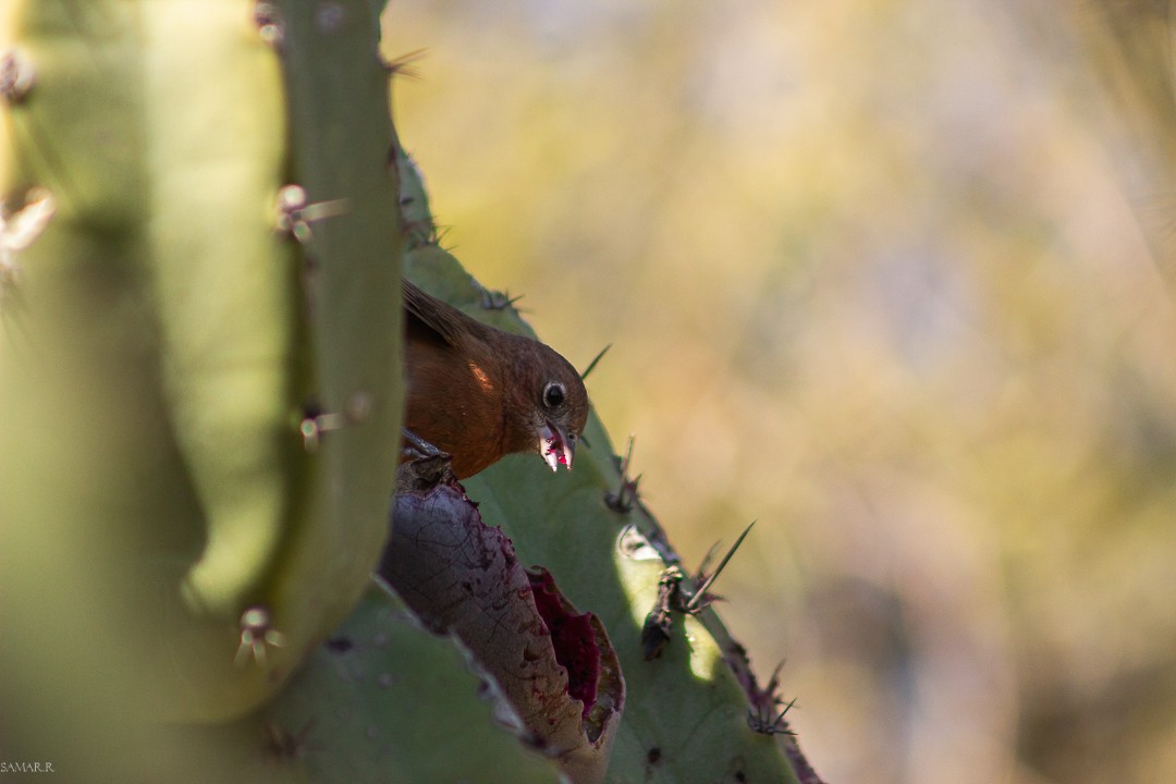 Red-crested Finch - ML622341373