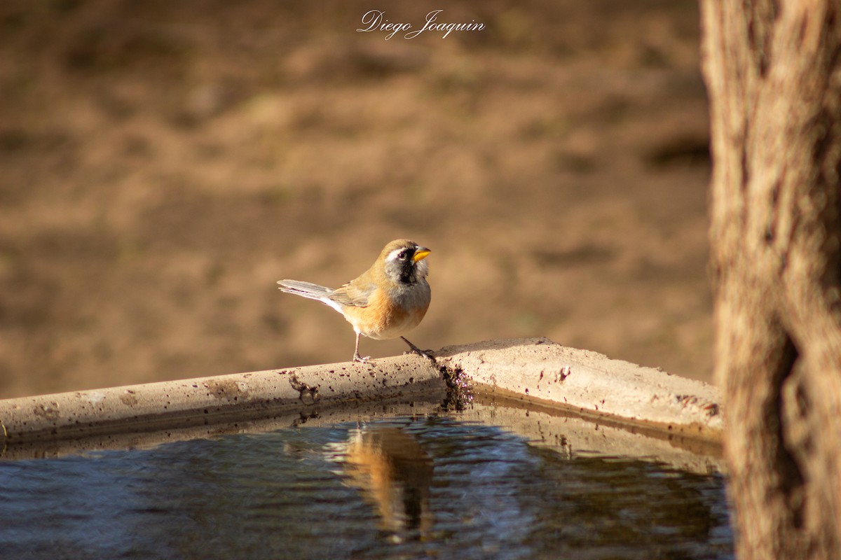 Many-colored Chaco Finch - ML622341385