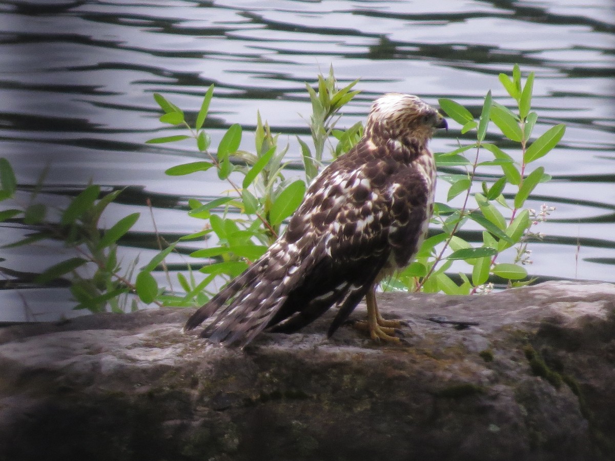Broad-winged Hawk - ML622341386