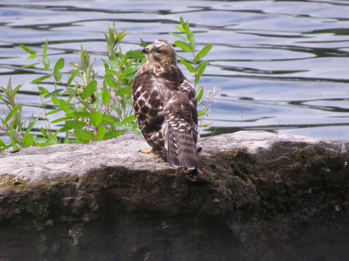 Broad-winged Hawk - ML622341387