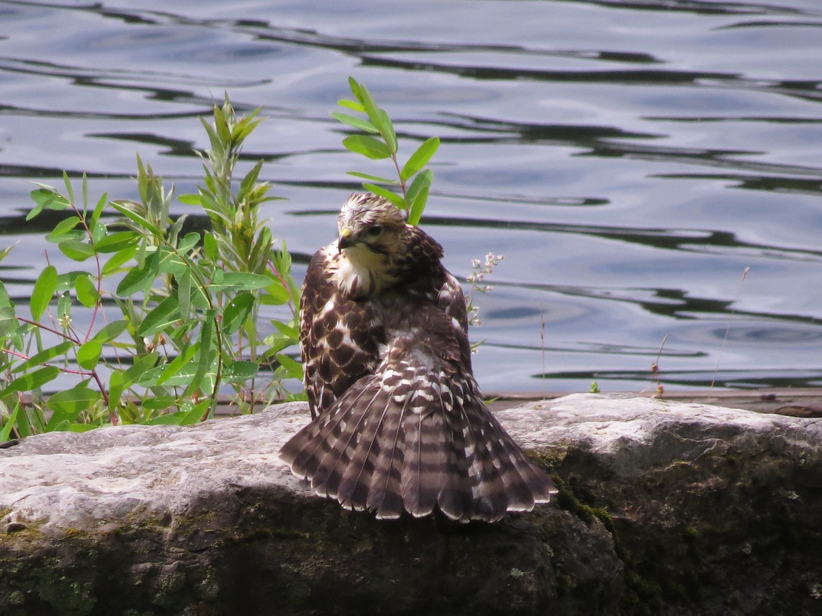 Broad-winged Hawk - ML622341388