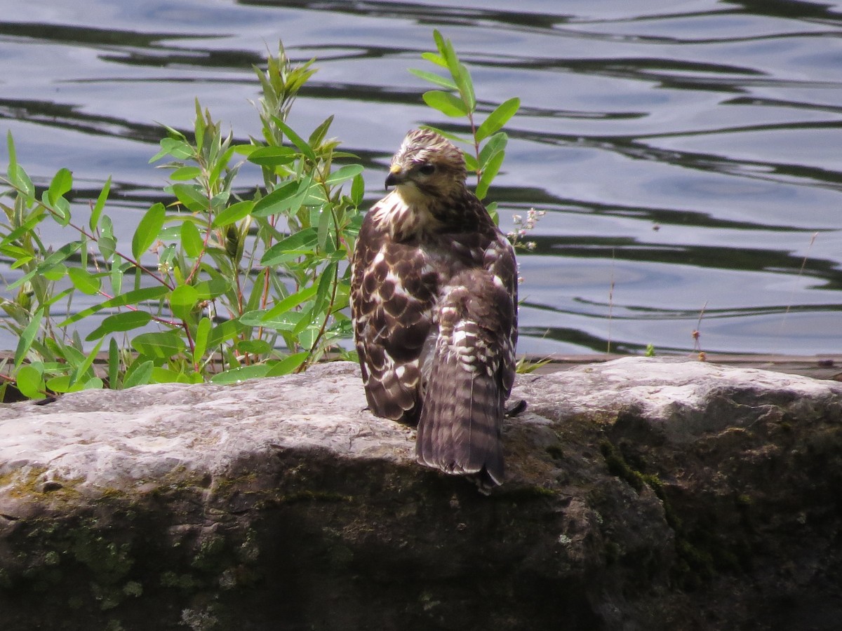 Broad-winged Hawk - ML622341389