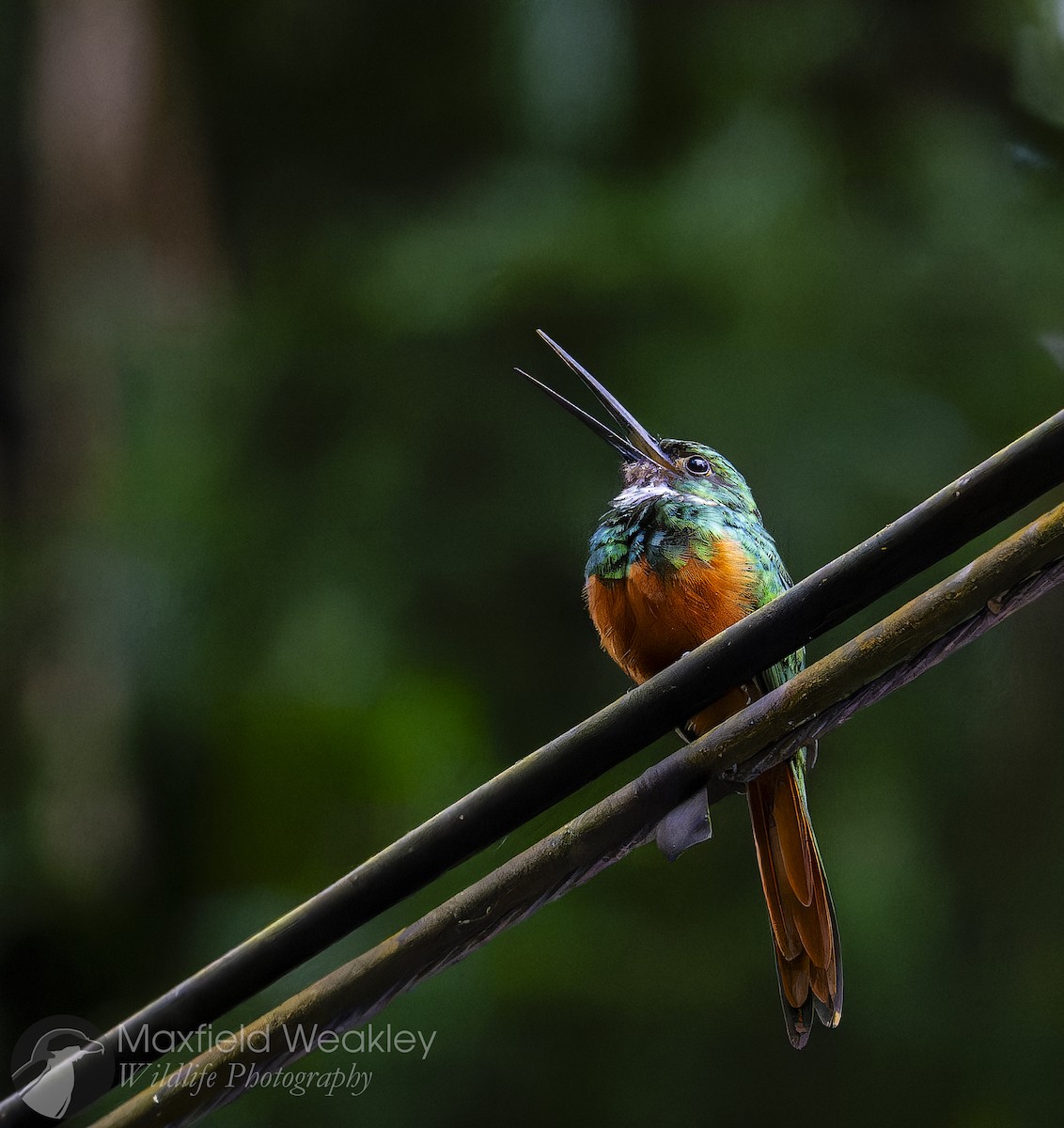 Rufous-tailed Jacamar - Maxfield Weakley