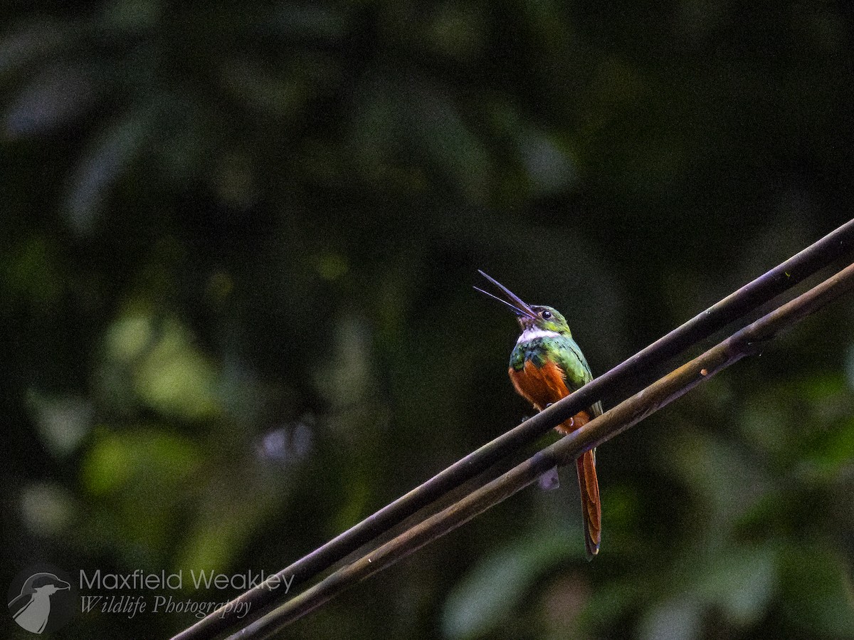 Rufous-tailed Jacamar - ML622341478