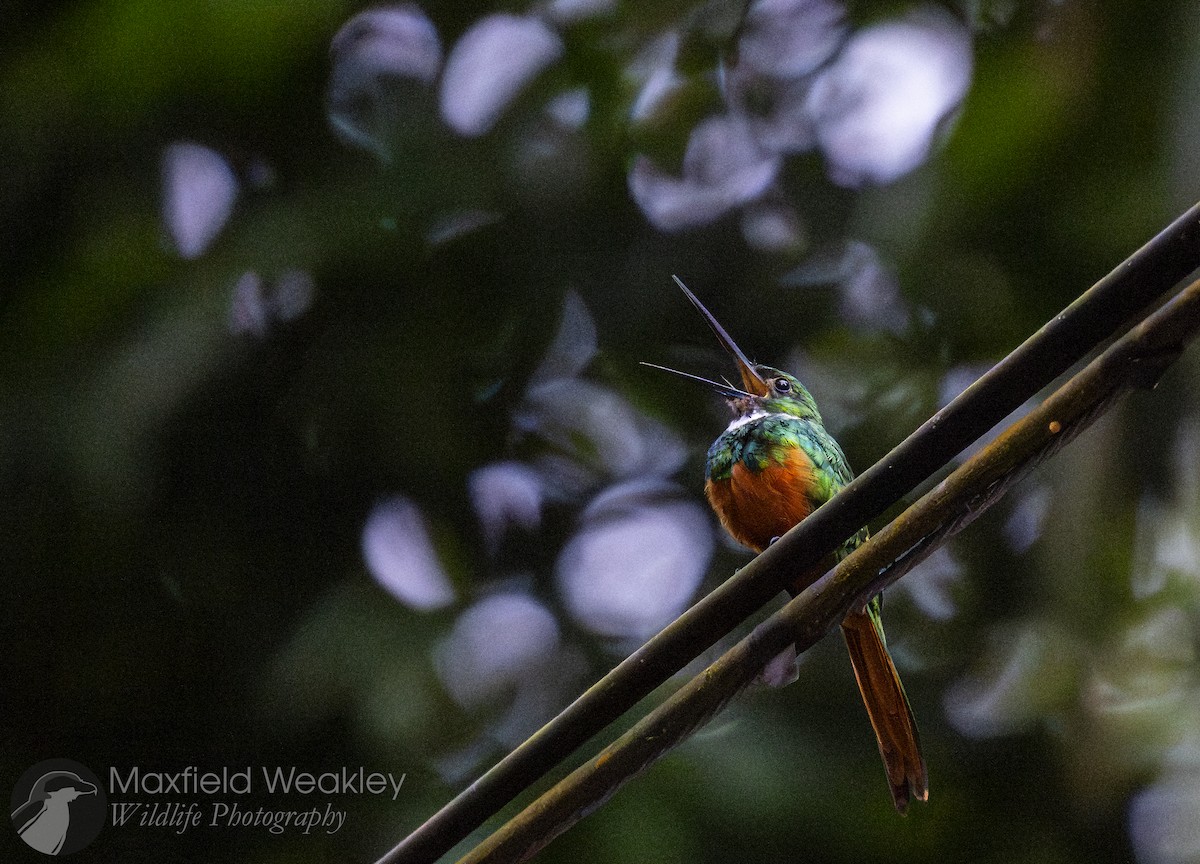 Rufous-tailed Jacamar - ML622341479