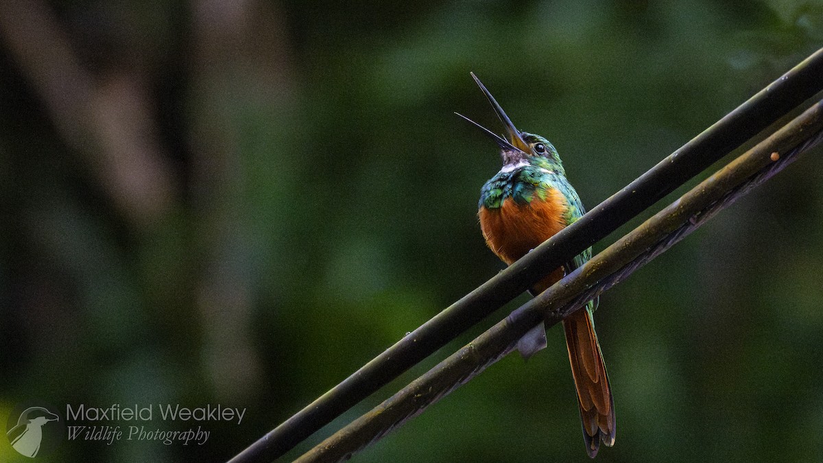 Rufous-tailed Jacamar - ML622341480