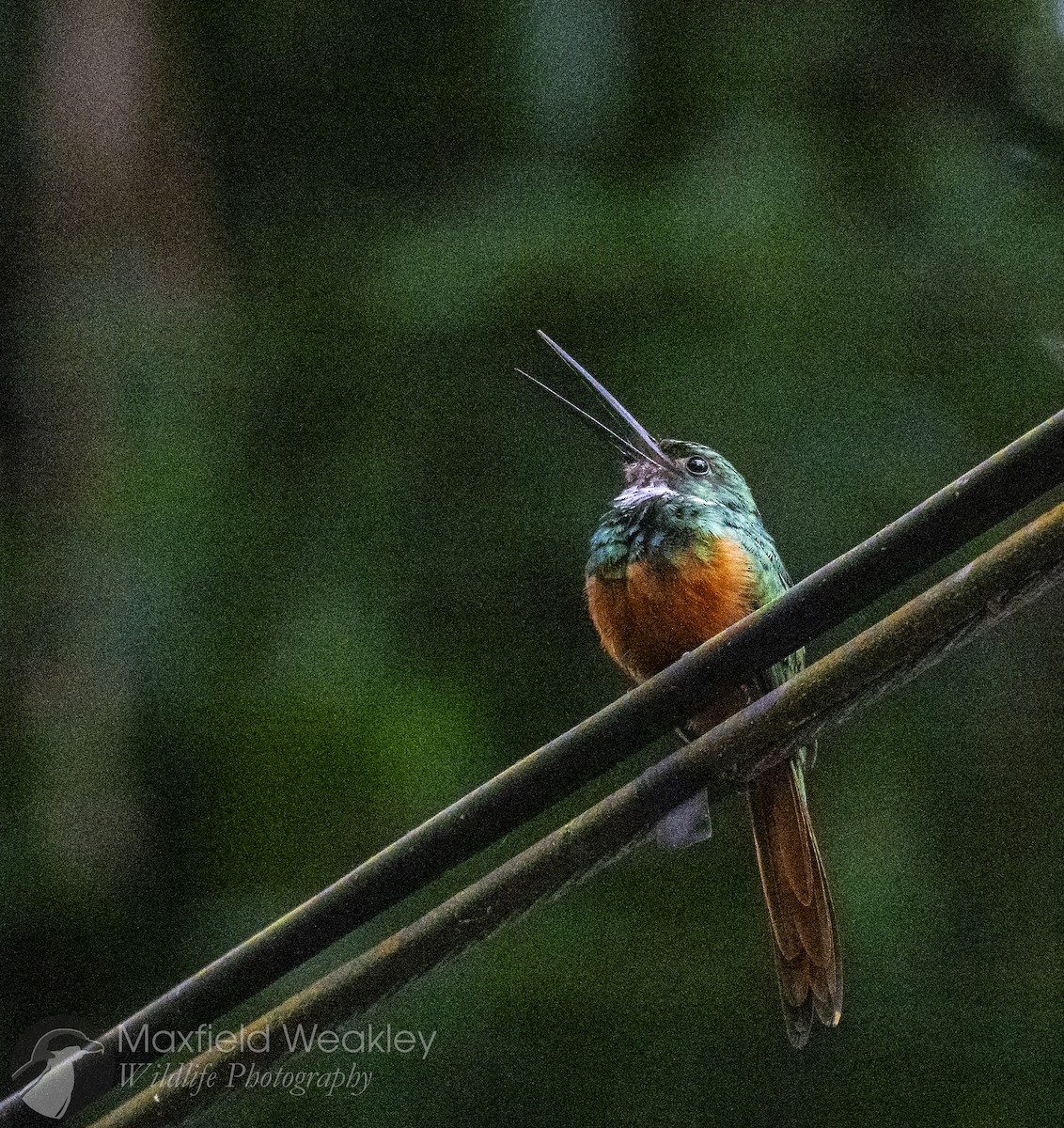 Rufous-tailed Jacamar - ML622341481