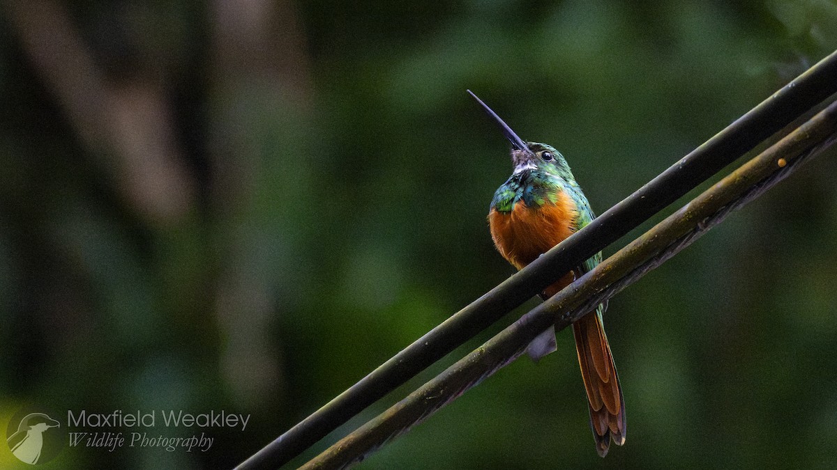 Rufous-tailed Jacamar - Maxfield Weakley