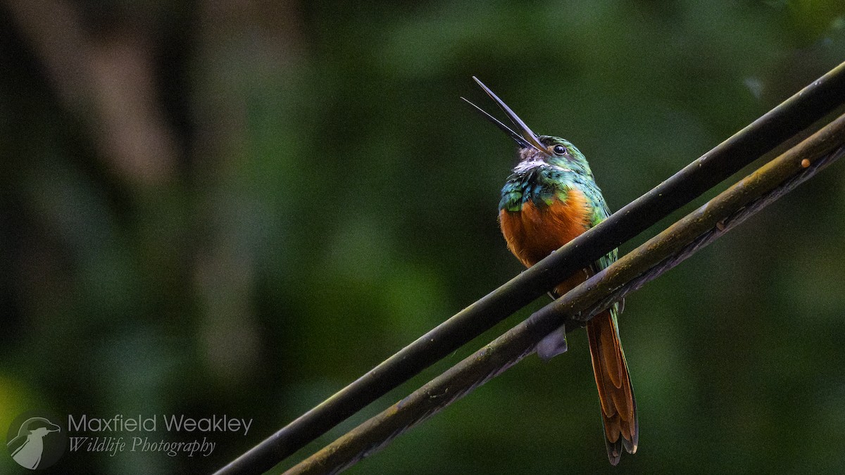 Rufous-tailed Jacamar - ML622341483