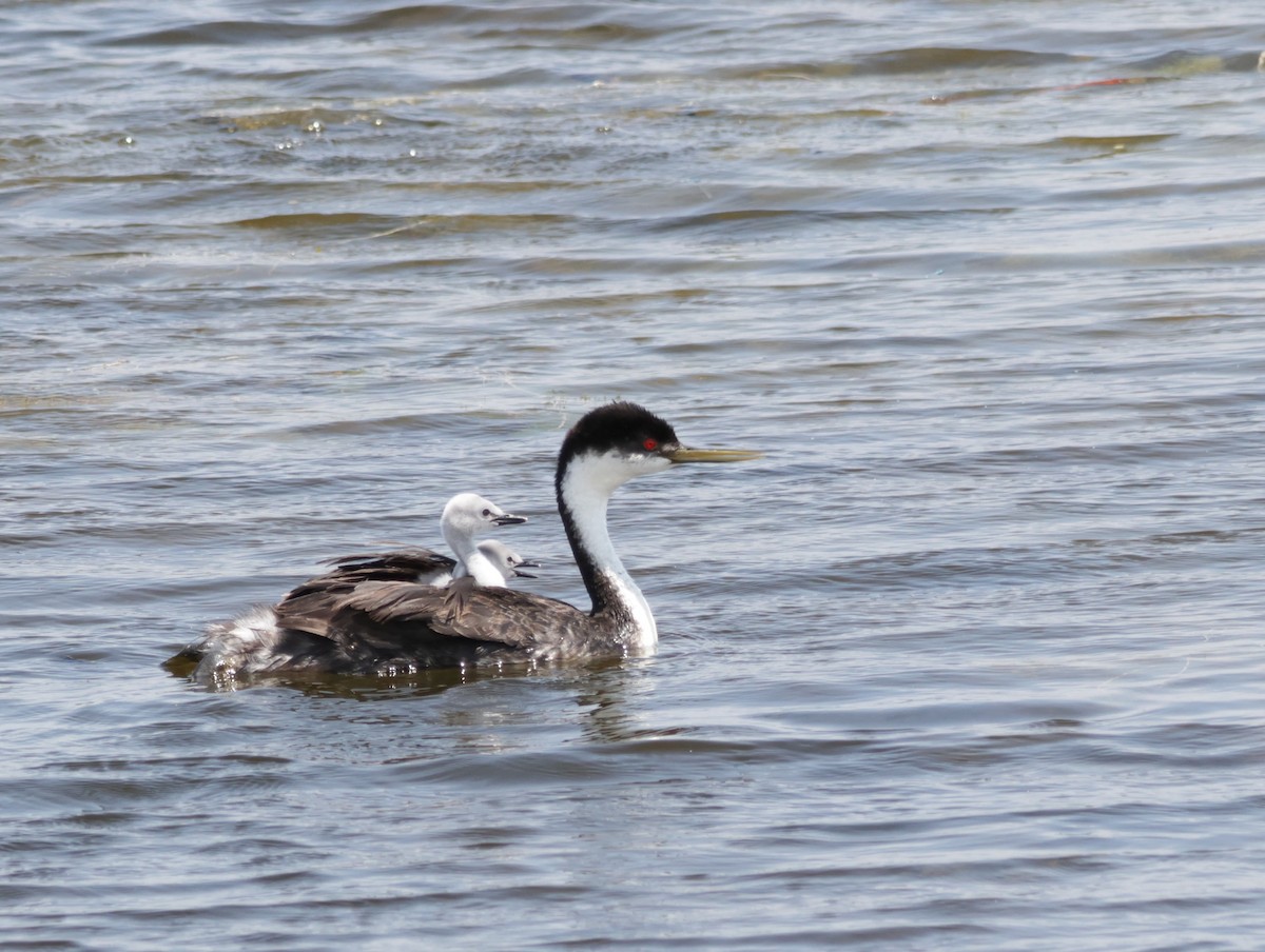 Western Grebe - ML622341501