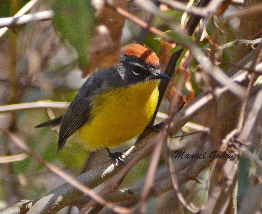 Brown-capped Redstart - ML622341567