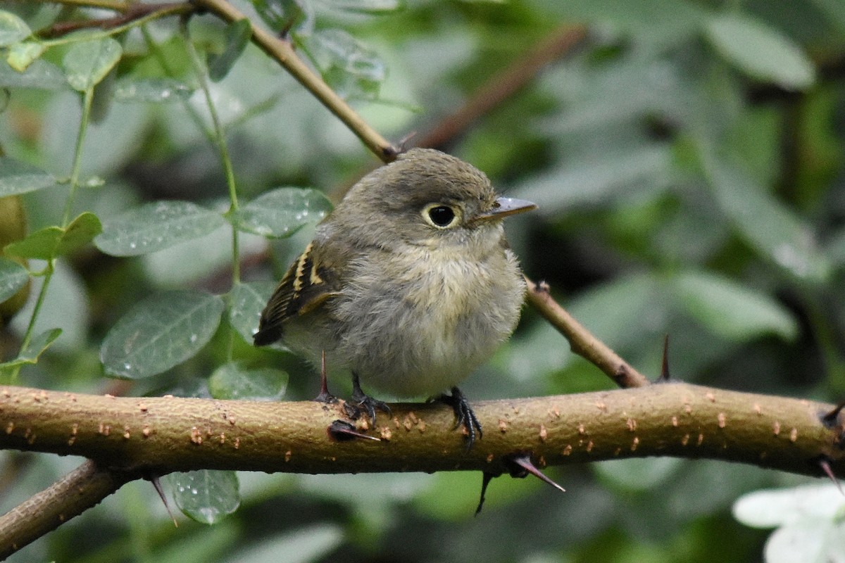 Western Flycatcher (Cordilleran) - ML622341587