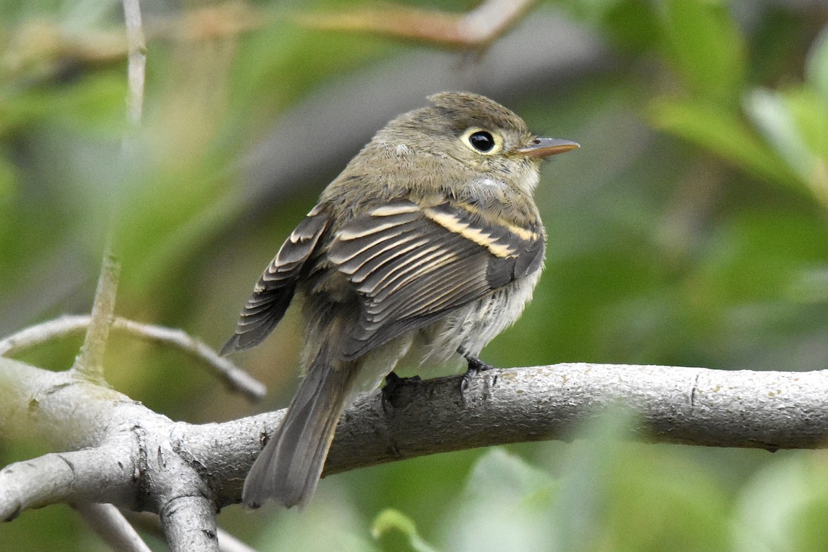 Western Flycatcher (Cordilleran) - ML622341588