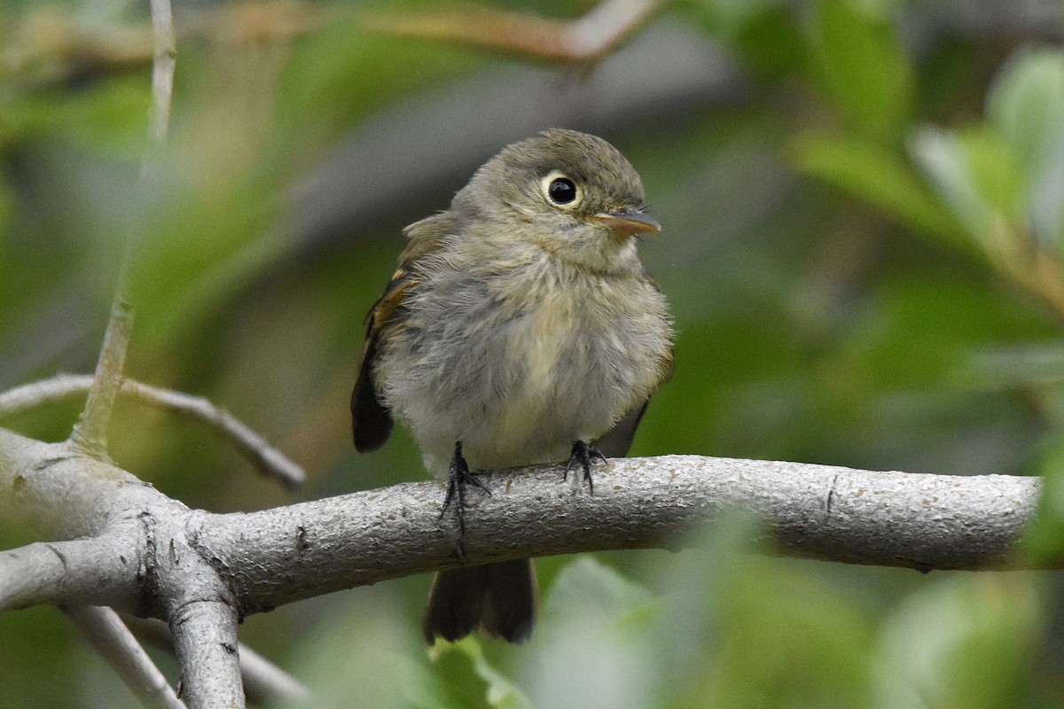 Western Flycatcher (Cordilleran) - Michael Smith