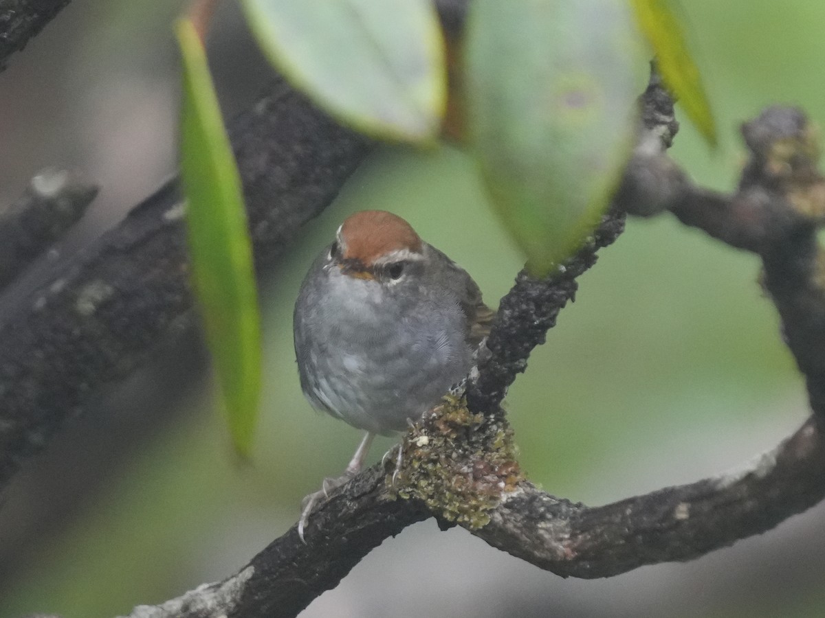 Gray-sided Bush Warbler - ML622341659